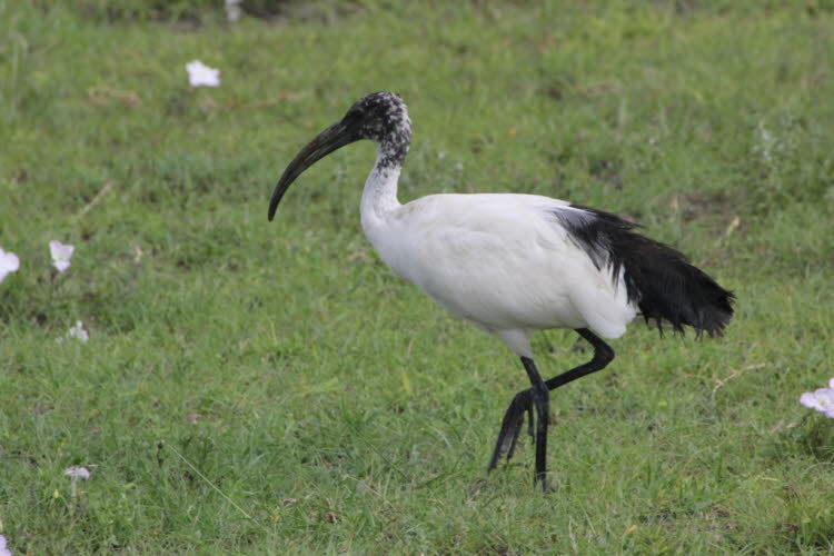 Das Schwarzkopf-Ibis (Threskiornis melanocephalus), auch bekannt als orientalischer weißer Ibis, indischer weißer Ibis und Schwarzhals-Ibis, ist eine Vogelart aus der Familie der Watvögel (Threskiornithidae).  Er ist die einzige einheimische Ibis-Art, die