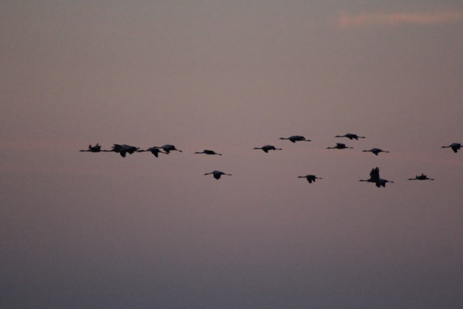 Kraniche in Zingst: Im Herbst sind die Kraniche ab September bis Anfang November anzutreffen. Dabei halten sie sich vor allen Dingen entlang der Südlichen Boddenküste auf. Während des Tages sind sie auf abgeernteten Getreidefeldern, hier besonders auf den