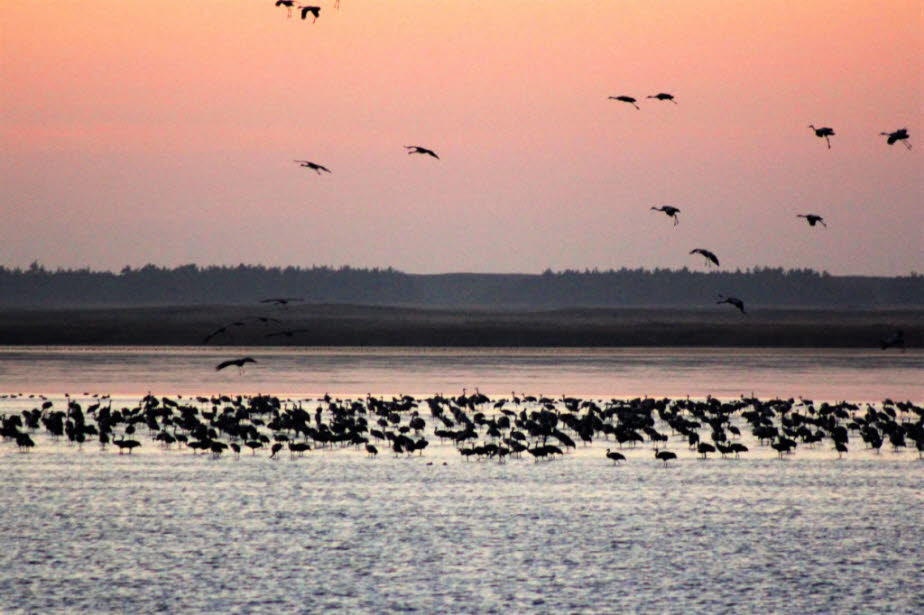 Kraniche in Zingst