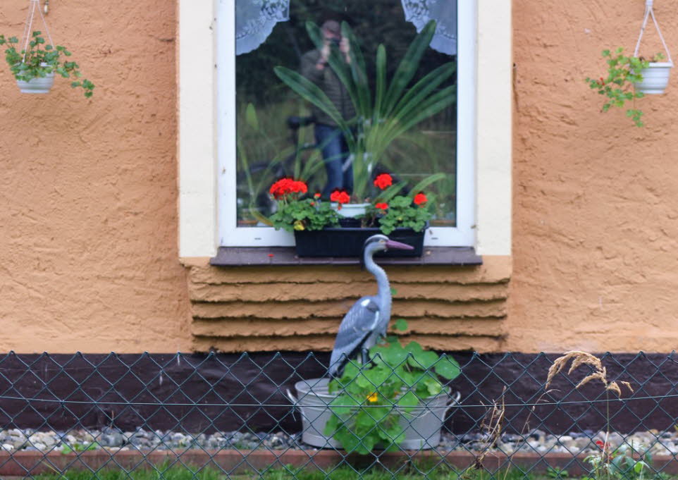 Fenstergestaltung bei Zingst