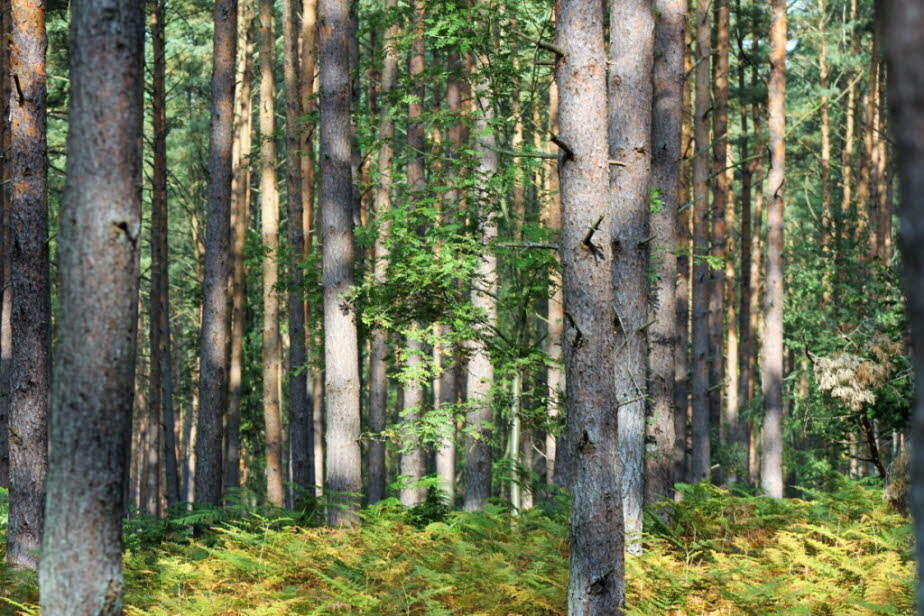 Wald bei Zingst