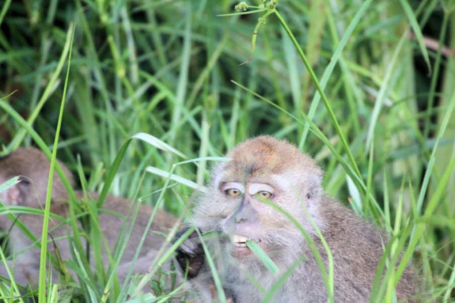 Abgesehen vom Menschen (Gattung Homo) sind die Makaken die am weitesten verbreitete Primatengattung, die von Japan bis zum indischen Subkontinent und im Falle des Barbareimakaken (Macaca sylvanus) bis nach Nordafrika und Südeuropa reicht. 23 Makakenarten 