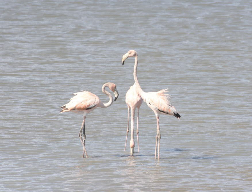 Flamingos sind auf Curaçao an zwei Orten zu sehen: in Sint Michielsbaai und in den Jan-Kok-Salzpfannen in Sint Willibrordus