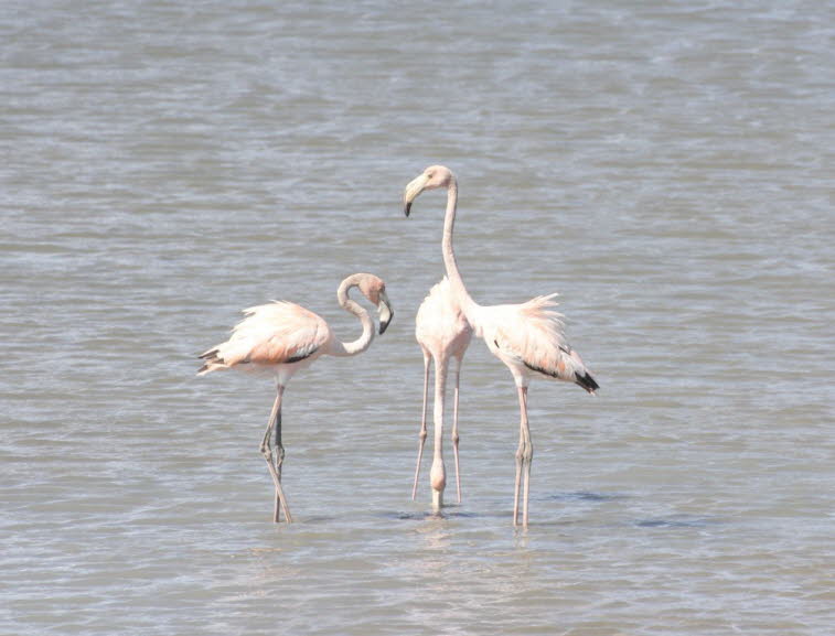 Flamingo auf Curacao