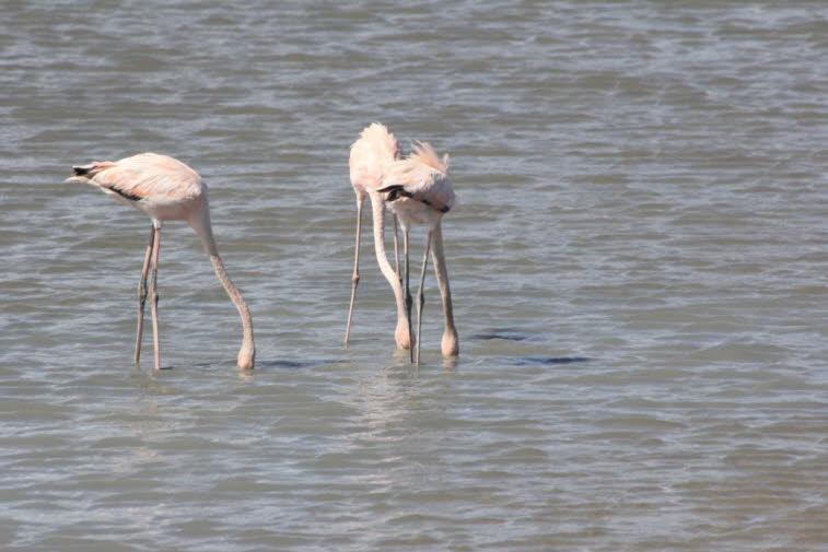 Flamingos auf Curacao