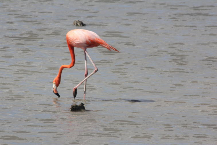 Kubaflamingos auf Curacao (mehr Fotos weiter unter). Der Karibikflamingo erreicht eine Höhe von 1,20 bis 1,40 Metern. Er ist ein schlanker Vogel: Das Männchen wiegt durchschnittlich 2,8 kg, das Weibchen 2,2 kg. Er ist der größte Flamingo des Kontinents un