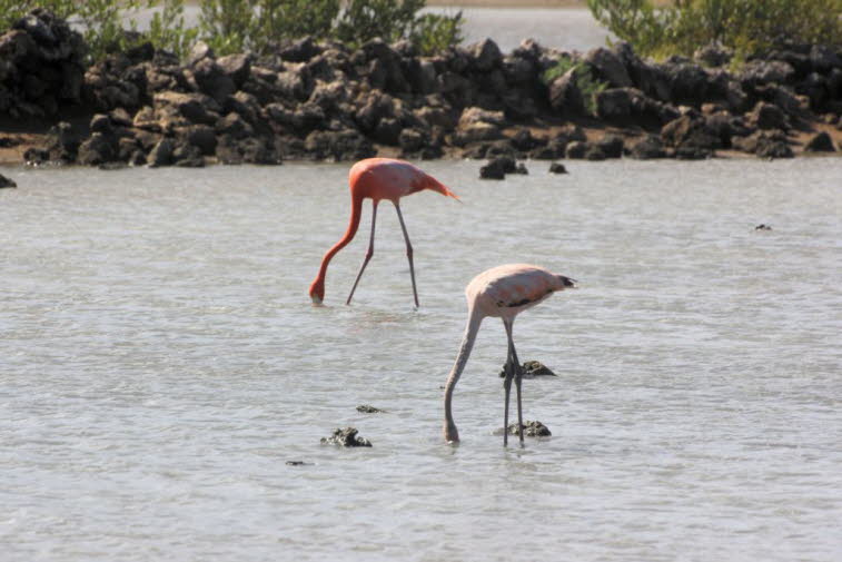 Flamingos auf Curacao