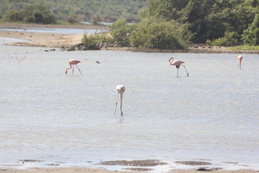 Beobachten Sie können Flamingos an zwei Orten auf Curaçao sehen: an der Sint Michielsbaai und an den Salzpfannen von Jan Kok in Sint Willibrordus, auch Saliña von Rif-Sint Marie genannt. Leider sind die Flamingos bei Sint Michielsbaai sehr weit weg. Wenn 