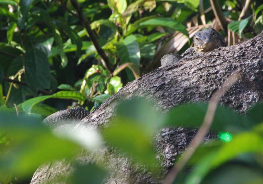 Bindenwaran (Varanus salvator): Diese Art ist auf Borneo extrem häufig, hält sich sehr gerne auf Bäumen an Flussufern auf und besitzt oft hellere Fleckenmuster (die man am hinteren Körperteil im Gebüsch erahnen kann).