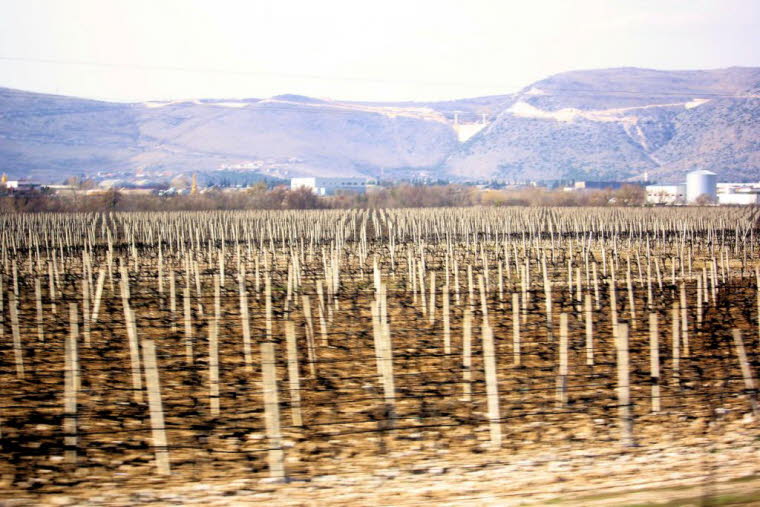 Weinanbau bei Mostar
