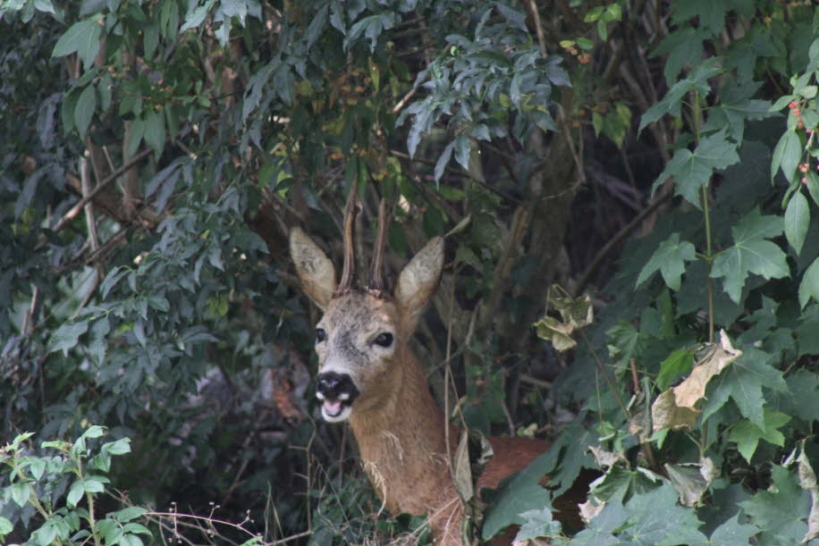 Ein Reh in unserem Garten