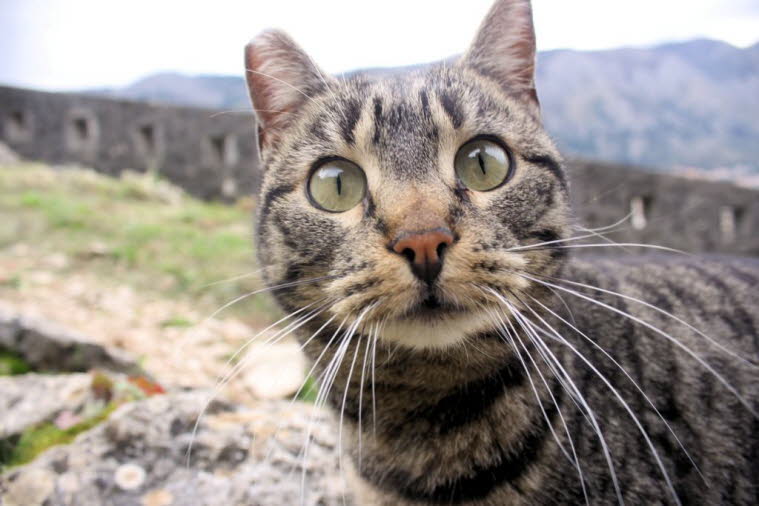 Über Katzen gibt es viele Mythen in Montenegro