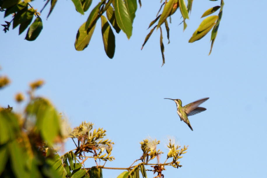 Der Name Kolibri wurde im 18. Jahrhundert aus dem Französischen entlehnt (frz. colibri) und stammt wohl aus einer karibischen Sprache.