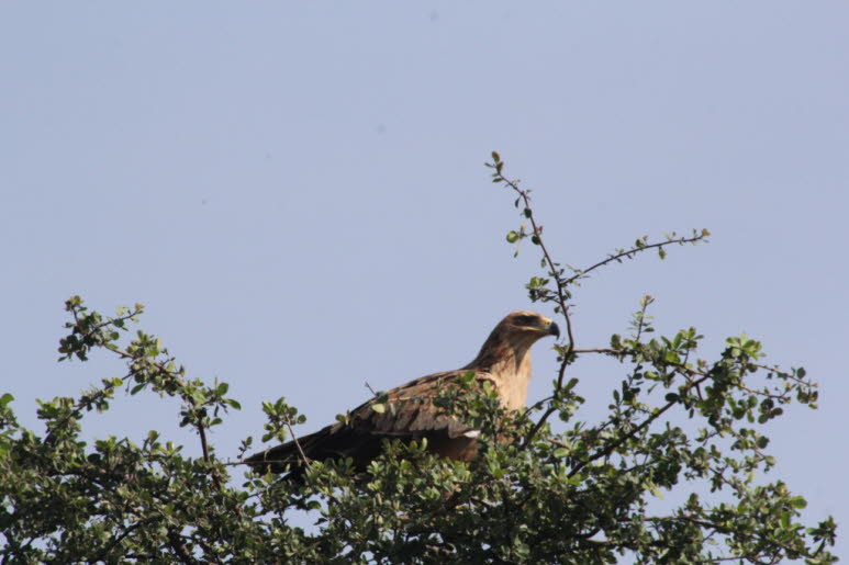 Steinadler sind meist allein oder paarweise anzutreffen. Sie schweben oder gleiten typischerweise mit leicht V-f�rmig angehobenen Fl�geln und fingerartig ausgebreiteten Fl�gelspitzen. Sie erbeuten Beute am oder in Bodenn�he, indem sie schweben, tief �ber 