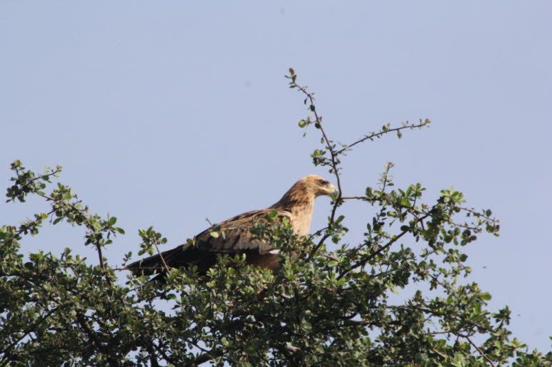 Steinadler bevorzugen teilweise oder vollst�ndig offenes Gel�nde, insbesondere in der N�he von Bergen, H�geln und Klippen. Sie nutzen eine Vielzahl von Lebensr�umen, von der Arktis bis zur W�ste, darunter Tundra, Buschland, Grasland, Nadelw�lder, Ackerlan