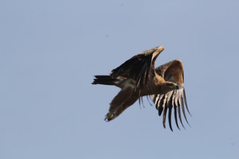 Steinadler geh�ren zu den gr��ten V�geln Nordamerikas. Ihre Fl�gel sind breit wie die eines Rotschwanzbussards, aber l�nger. Aus der Ferne betrachtet ist der Kopf relativ klein und der Schwanz lang und ragt weiter nach hinten, als der Kopf nach vorne ragt