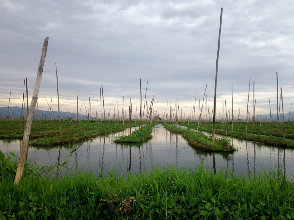 Die Bauern stellen aus Schlamm und Unkraut im See die schwimmenden Gärten her. Mit Bambusstangen befestigen sie diese am Seeboden. Die Veränderung des Wasserspiegels im See stabilisiert die Pflanzen im Garten vor Flut und treibt sie voran, um noch kräftig