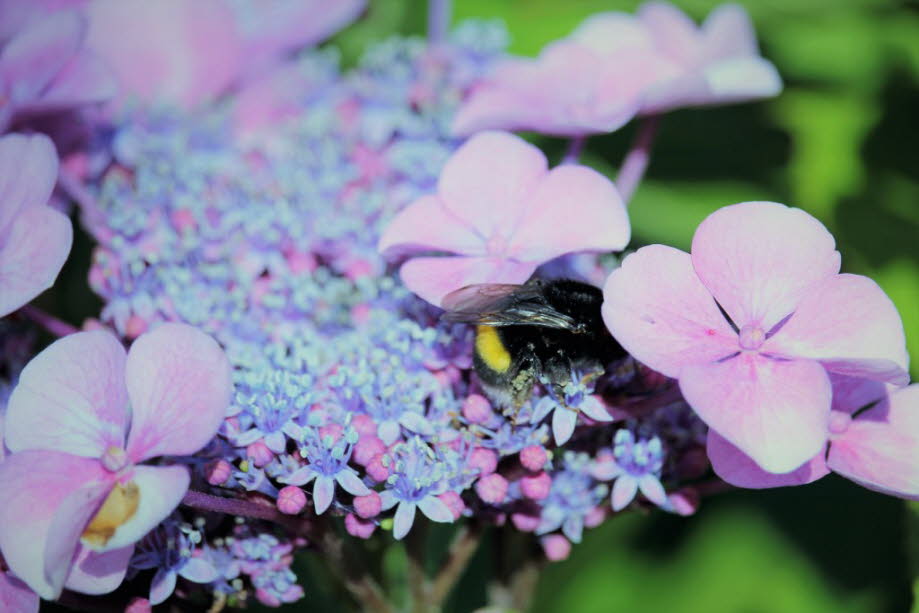 Sie spiegeln es verweint und ungenau, als wollten sie es wiederum verlieren, und wie in alten blauen Briefpapieren ist Gelb in ihnen, Violett und Grau; 