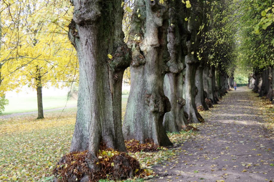 weil im Schlosspark von Eutin eine Lindenallee steht.