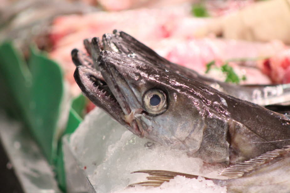 Seehecht auf dem Fischmarkt  Markthalle de l'Olivar in Palma de Mallorca