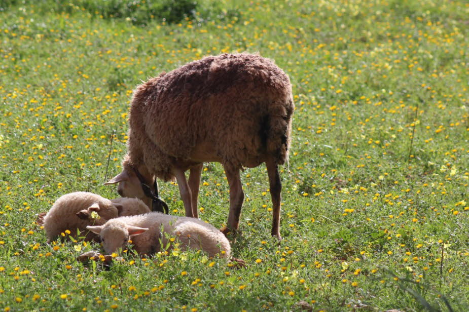 Frühling