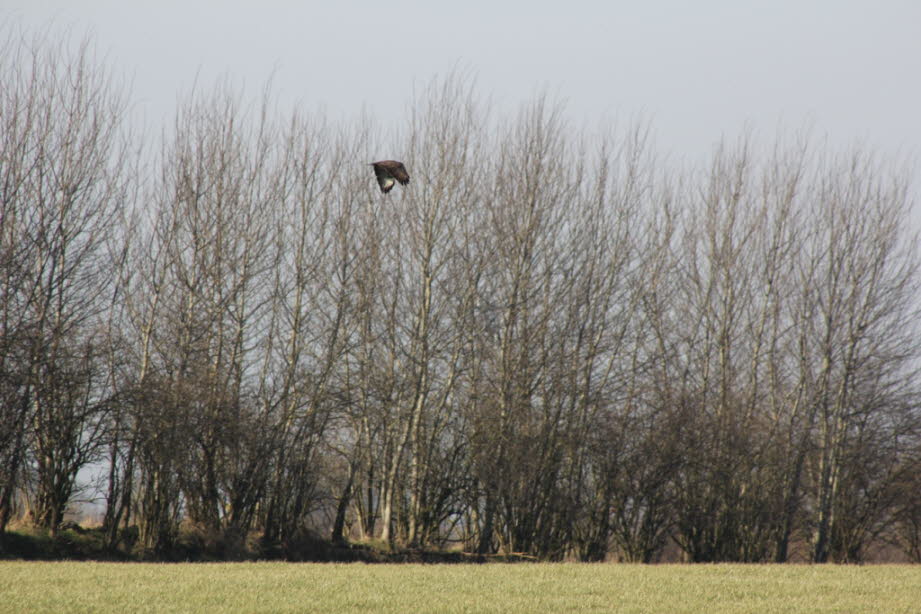 weil in der Feldmark Milane fliegen.