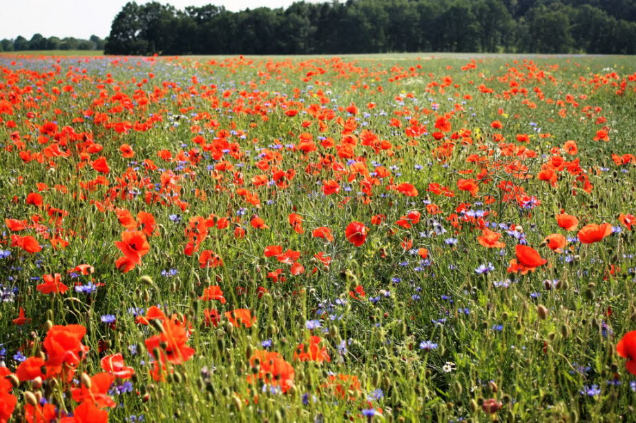 weil hier der Mohn blüht.