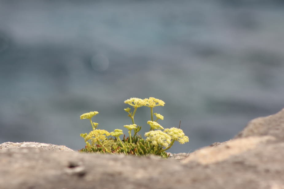 Strandfenchel 