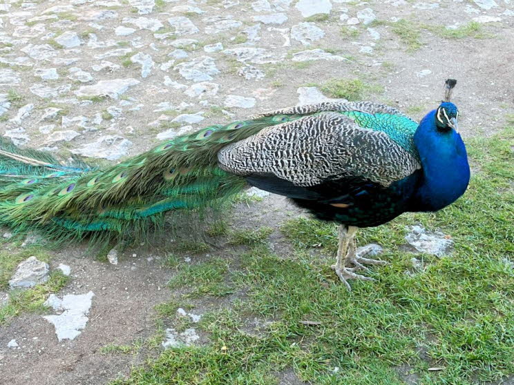 Blauer Pfau: Verbreitung Südasien: Bangladesch, Bhutan, Indien, Nepal, Pakistan, Sri Lanka. Importierte und verwilderte Populationen in Australien, Bahamas, Japan, Neuseeland, Singapur Taiwan und Hawaii 