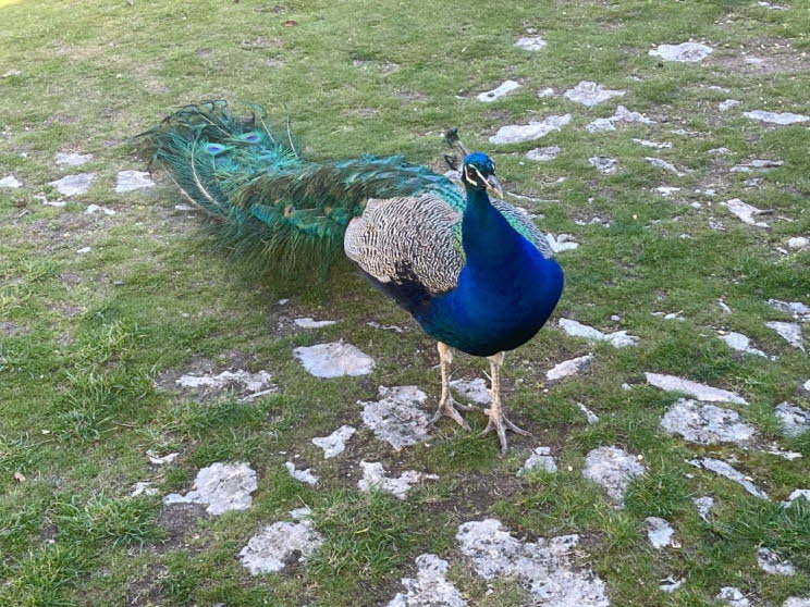 In Höhenlagen bis 2'000 m findet man den Blauen Pfau in Busch- und Waldgebieten. Während der Fortpflanzungszeit umwirbt jeder Pfauenhahn 3 bis 5 Weibchen und verteidigt ein festgelegtes Gebiet. Die umfangreiche Balz ist besonders durch das bekannte „Radsc