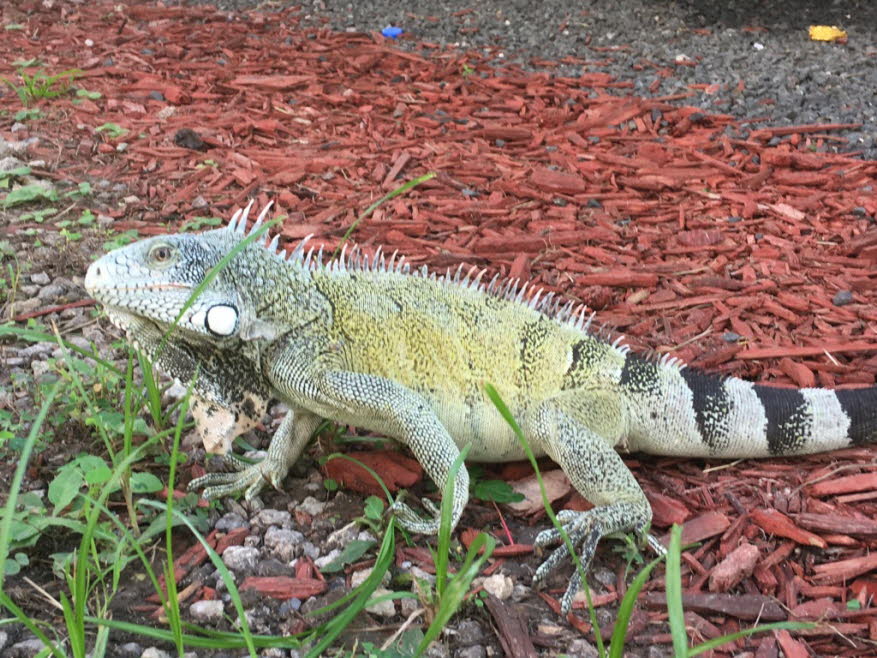 Ein grüner Leguan (Iguana Iguana) in Curacao