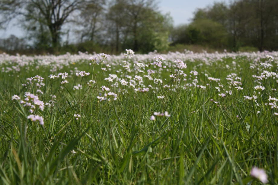 weil die Orchideen hier blühen.