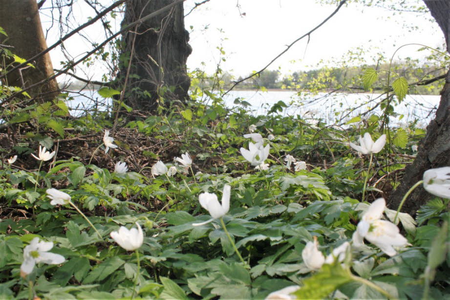 weil es hier im Frühling blüht.