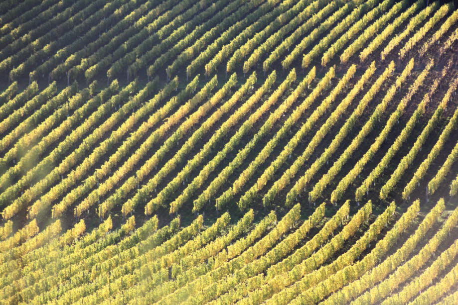 Weinanbau in der Toskana bei Greve