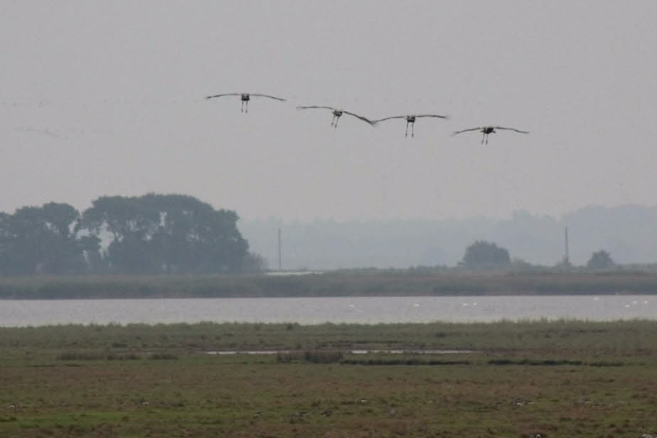 Kraniche in Zingst