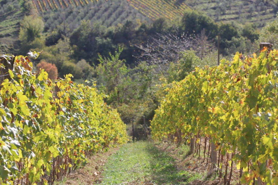 Wein bei Greve in der Toskana