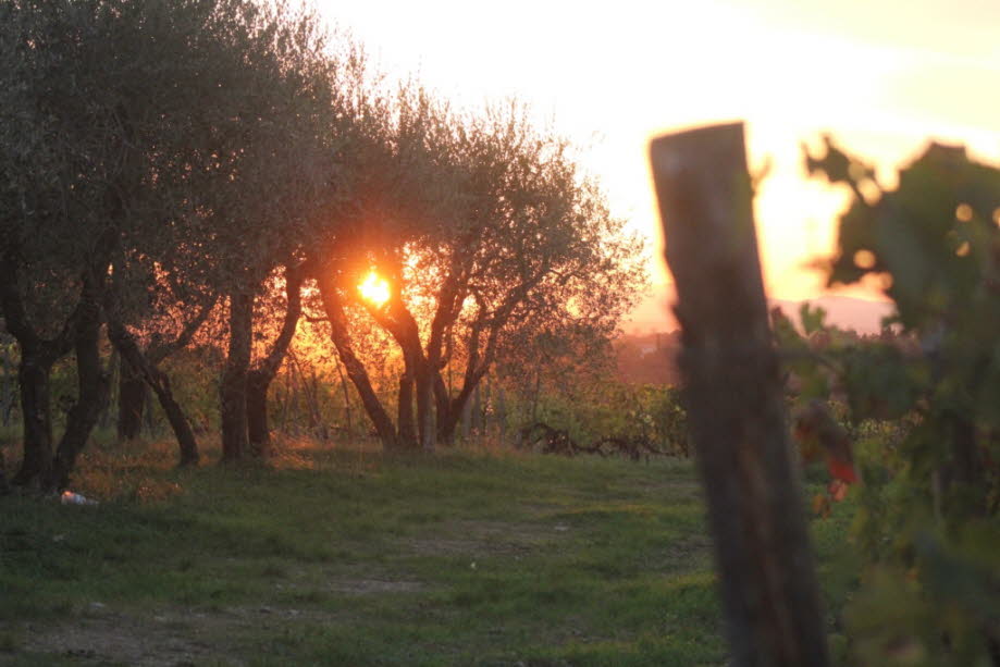 Olivenbäume bei Greve in der Toskana