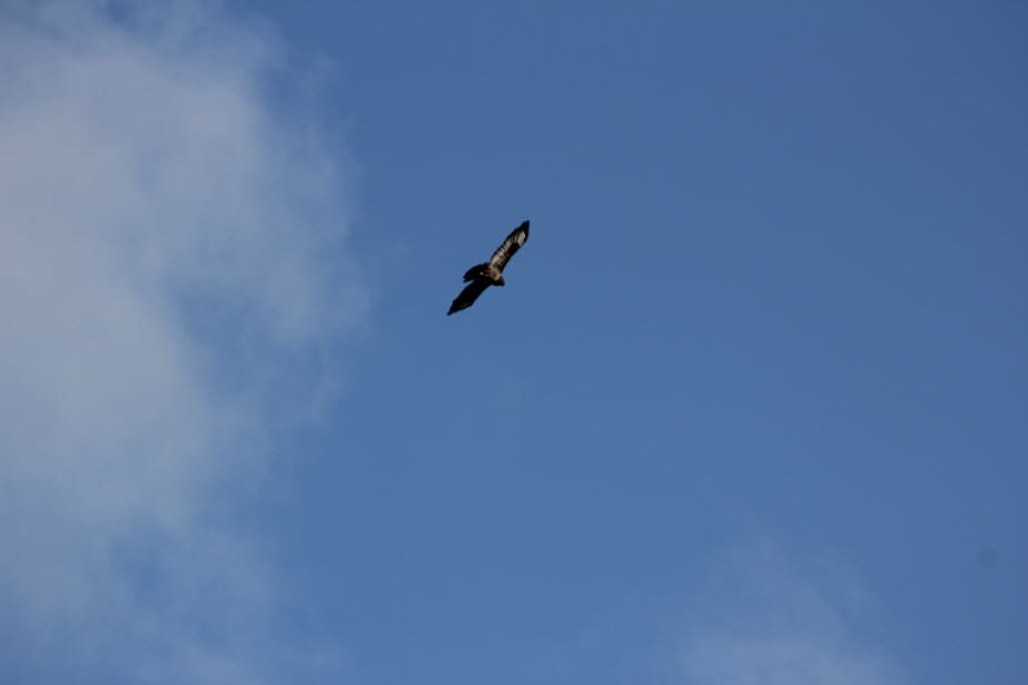 Raubvogel bei Zingst