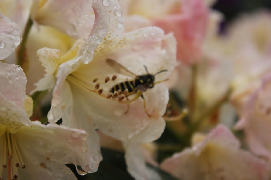 Regentropfen und Biene - Neben Nahrung aus Nektar und Pollen brauchen Bienen, so wie alle anderen Lebewesen auch, Wasser. Einen Großteil ihres Wasserbedarfes deckt der gesammelte Nektar. Doch Bienen benötigen Wasser nicht nur, um ihren eigenen Durst zu stb