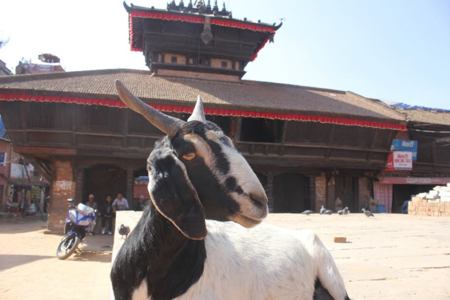 Ziege mit Tempel in Bhaktapur