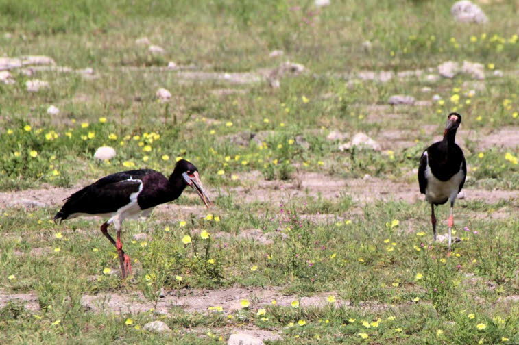 Im Etosha-Nationalpark in Namibia sind Schwarzstörche zu beobachten. Abdimstorch, Regenstorch oder Abdim (Ciconia abdimii), Alttiere, Etosha, Namibia Der Regenstorch, Abdimstorch oder Abdim (Ciconia abdimii) gehört zu den afrikanischen Storcharten. Er geh