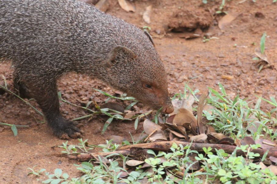 Indische Rotmanguste: Die Indische Rotmanguste hat eine Körperlänge von über 450 mm, eine Schwanzlänge von 390 bis 470 (im Durchschnitt 400) mm und ein Gewicht zwischen 600 und 1.850 Gramm. Die Indische Rotmanguste (Herpestes javanicus) ähnelt im Habitus 