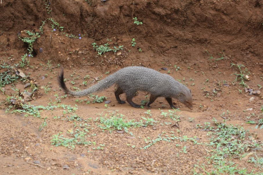 Indische Rotmanguste