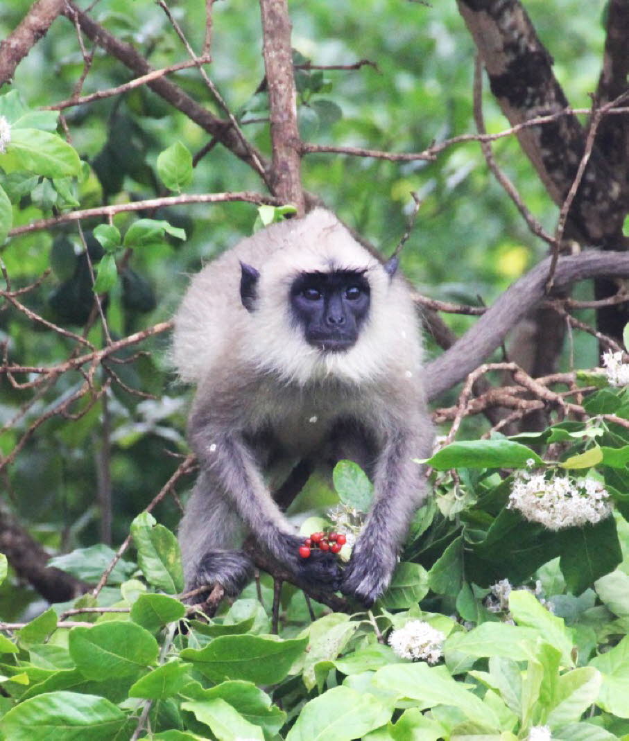 Hanuman-Langur (Graulangur) 