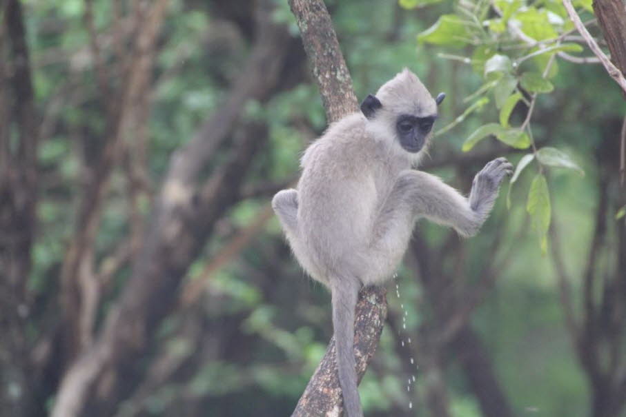Dieses Bild zeigt einen Hanuman-Langur (Graulangur) in einem Baum, der rote Beeren in seinen Händen hält. Hanuman-Languren sind in Südasien beheimatet und kommen in Sri Lanka häufig vor. Sie sind für ihr markantes schwarzes Gesicht und ihre hellgraue bis 