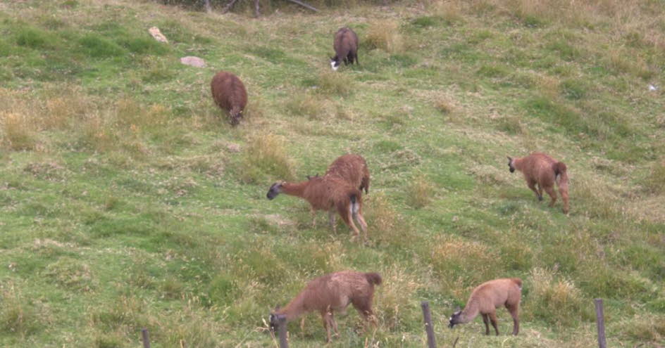 Das Lama ist seit der präkolumbianischen Ära in den Andenkulturen als Fleisch- und Packtier weit verbreitet. Lamas sind sehr soziale Tiere und leben mit anderen als Herde. Ihre Wolle ist sehr weich. Lamas können nach einigen Wiederholungen einfache Aufgab