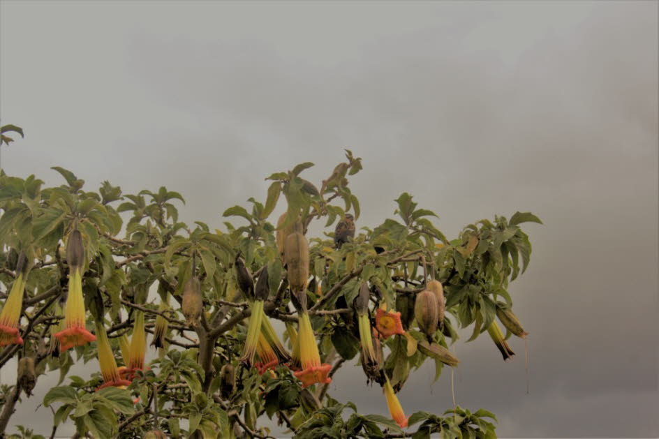 Inka-Ruinen Ingapirca: Brugmansia sind holzige Bäume oder Sträucher, mit pendelförmigen Blüten, und haben keine Stacheln auf ihren Früchten. Ihre großen, duftenden Blüten geben ihnen ihren gemeinsamen Namen von Engelstrompeten, ein Name, der manchmal für 