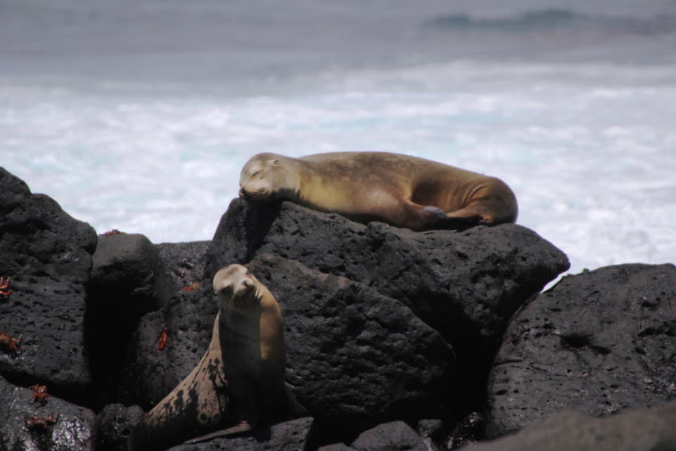 Seelöwen auf der Insel Nord Seymour Galapagos: Seymour Norte ist eine der Galápagos-Inseln. Die etwa zwei Quadratkilometer große Insel befindet sich 1,5 km nördlich der Insel Baltra, welche sinngemäß auch Seymour Sur genannt wird, und ist von dieser durch