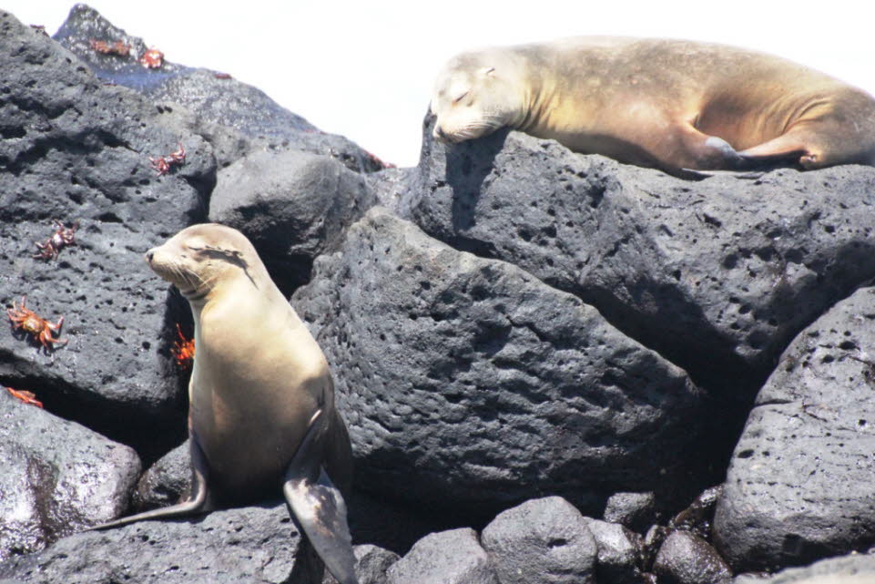 Seelöwen auf der Insel Nord Seymour Galapagos: Der Galápagos-Seelöwe (Zalophus wollebaeki) ist eine Ohrenrobbe, die allein auf dem Galápagos-Archipel heimisch ist. Die dortige Population umfasst inzwischen 50.000 Tiere. Es war lange Zeit umstritten, ob es3