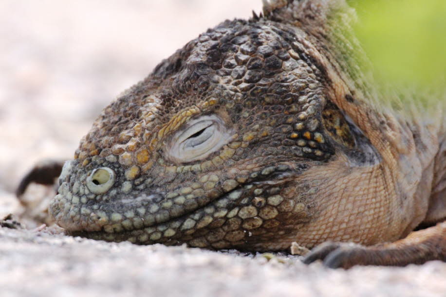 Insel Nord Seymour Galapagos - Der Drusenkopf (Conolophus subcristatus), auch als Galapagos-Landleguan bekannt, ist eine Art aus der Gattung der Drusenköpfe. Die Tiere leben nur auf den Galápagos-Inseln Isabela, Fernandina und Santa Cruz, sowie deren NebeÒ